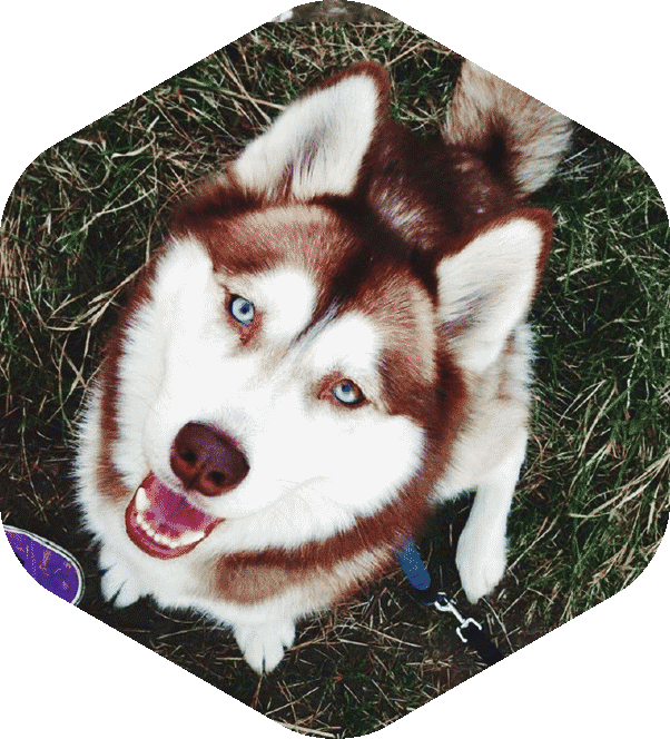 Buka, paszczelina husky, poziom 4
